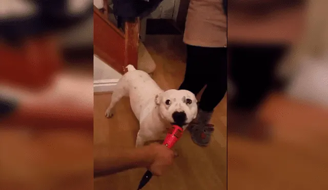 En Facebook, un curioso perro quiso ‘interpretar’ una graciosa canción al acompañar a su dueña en el karaoke.
