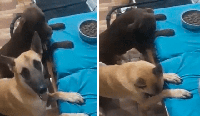 En Facebook, un joven enseñó a sus enormes perros a bendecir sus alimentos antes de consumirlos.