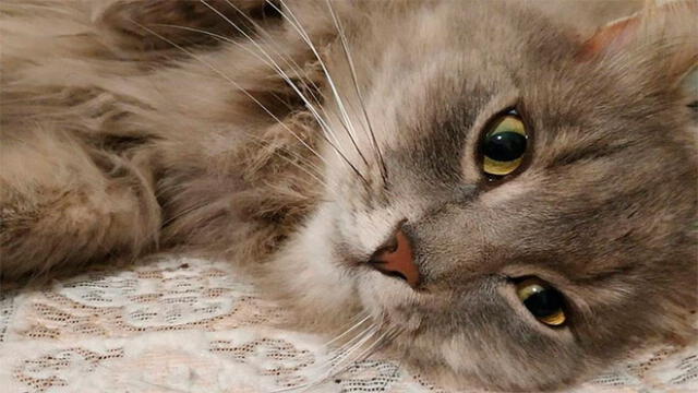 Priánik, el gato que salvó del coma y posible muerte a su dueña embarazada
