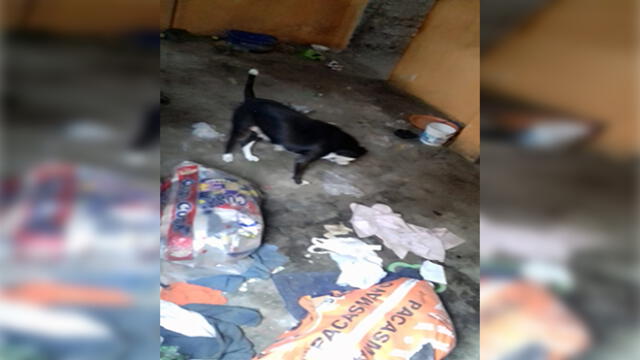 Reportan mascotas en estado de gestación atrapadas en vivienda abandonada [FOTOS]