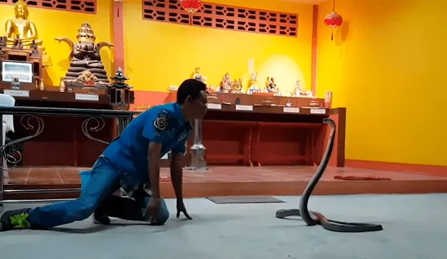Chico hipnotiza a venenosa cobra para besarla y sucede lo inesperado [VIDEO] 