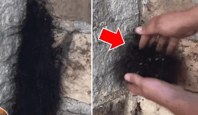 El video viral de YouTube muestra una extraña bola de pelos, un joven se acerca y descubre el misterio.