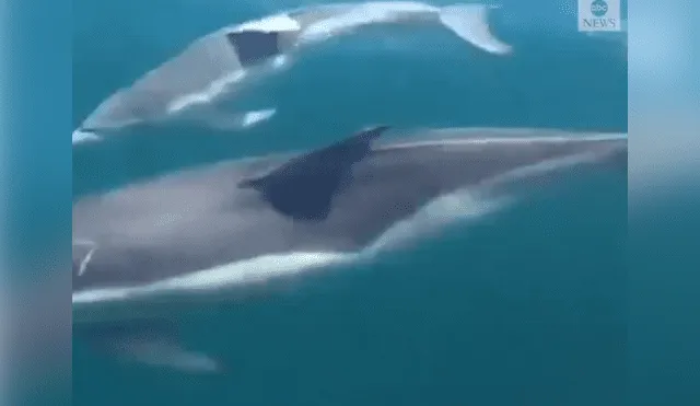 En Facebook se hizo viral el espectáculo que hicieron una mamá delfín con su bebé.