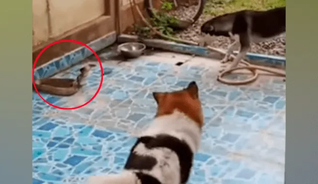 Un video viral de YouTube registró el terrorífico instante en que dos perros encontraron en el patio de su casa a una serpiente, la intentaron morder y sucedió lo inesperado.