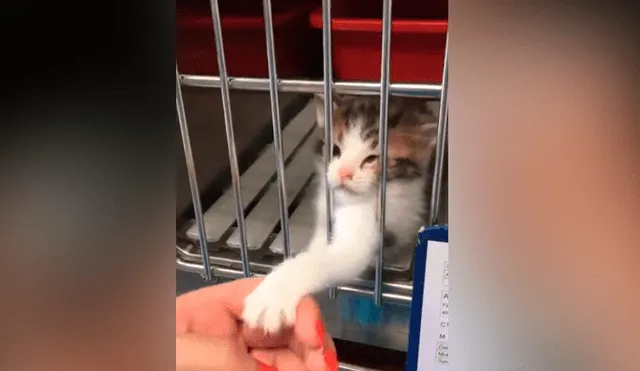 Facebook viral: gatito abandono suplica ser adoptado y familia toma radical decisión