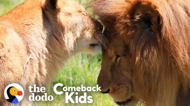 Ambos leones estuvieron trabajando en un circo durante ocho años. Foto: Captura/YouTube/TheDodo