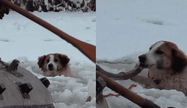 YouTube: conmovedor momento que perro es rescatado de río congelado tras estar semanas perdido [VIDEO]