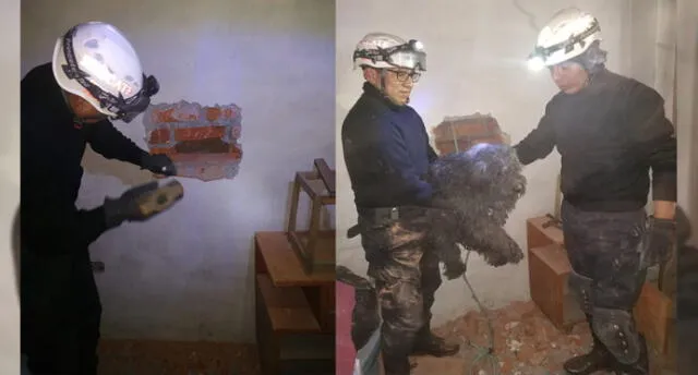 Policías rescatan a perrita atrapada entre paredes en Arequipa [VIDEO]