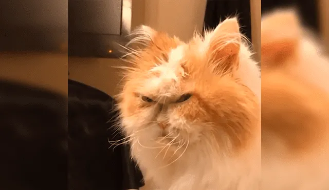 Facebook viral: Gato odia que sus dueños interrumpan su siesta y muestra un insólito gesto 
