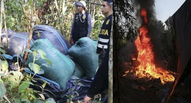 En Cusco destruyen poza con media tonelada de coca para producir droga