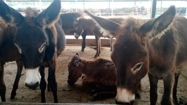 China: torturan y sacrifican a decenas de burros para producir ‘medicina ancestral’ 