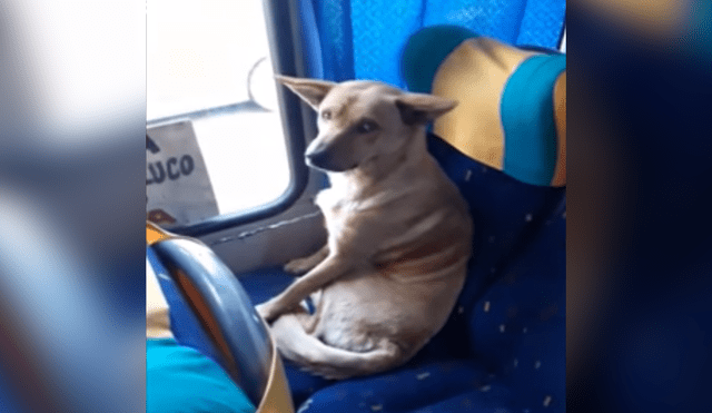 En Facebook: Perro subió a un bus como pasajero y el chofer tuvo una inesperada reacción [VIDEO]