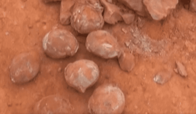 Twitter: Impactante hallazgo de huevos de dinosaurio de 130 millones de años [VIDEO]