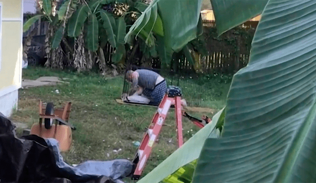 Investigan a hombre que deja inconsciente a su mascota al darle fuerte golpiza [VIDEO] 