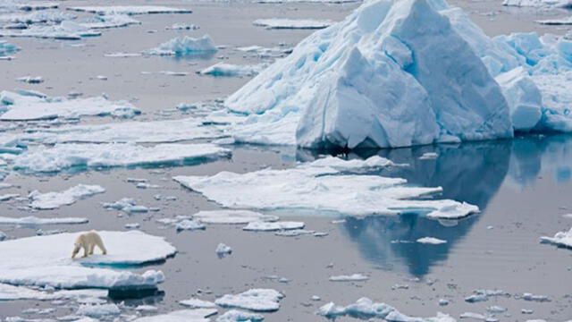¿Por qué un grupo de hambrientos osos polares invadió un archipiélago en Rusia? [VIDEO]