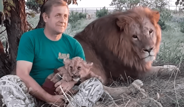 Un cuidador de leones ingresó al recinto para alimentar a un depredador bebé.