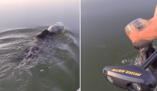 Una familia que estaba navegando por un lago salvó a un oso que tenía un bidón de plástico en la cabeza. Foto: Facebook