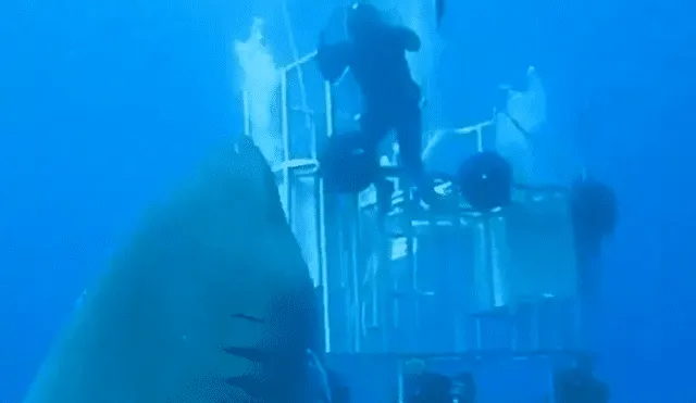 En Facebook, un video viral muestra a un enorme tiburón y buceadores.