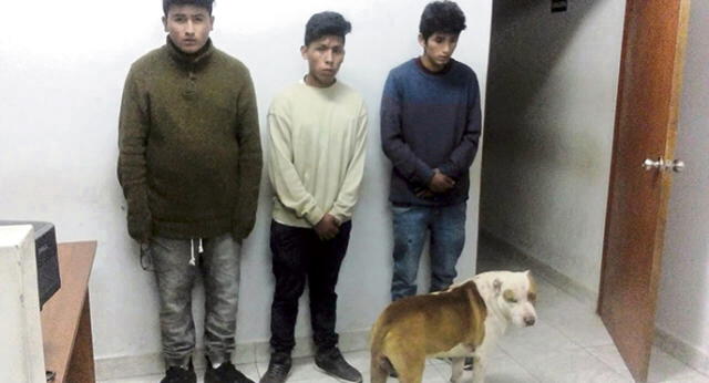 Cusco: Usaban a perro pitbull para robar a transeúntes 