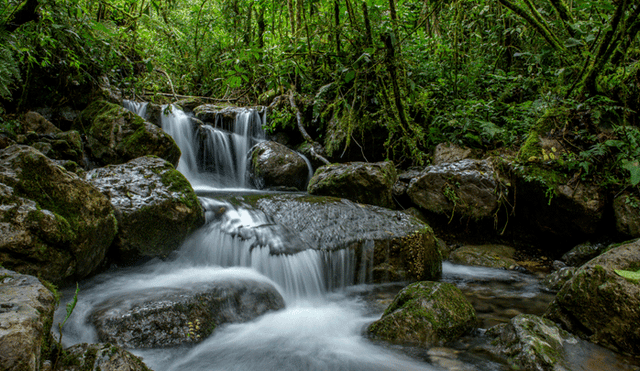 Vista Alegre Omia: un bosque amazónico con 129 especies que viven en peligro