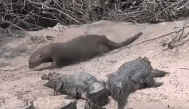 Una nutria y un grupo de caimanes protagonizaron un insólito momento que se volvió viral en las redes.