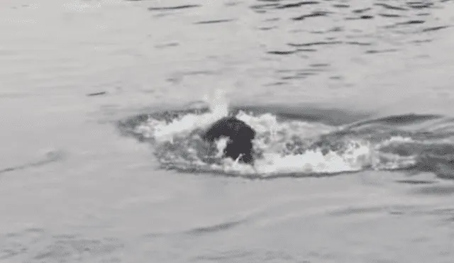 León cruza río lleno de voraces cocodrilos, sin sospechar que sería mordido por la espalda [VIDEO]