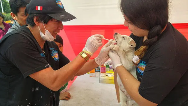 Realizarán campaña veterinaria gratuita en Huarochirí