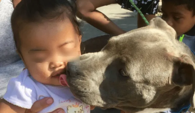 YouTube: pitbull héroe en California tras salvar a bebé y familia de mortal incendio [VIDEO]