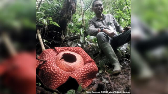 La rafflesia aldonii crece en los bosques húmedos de Indonesia y actualmente está en peligro de extinción.