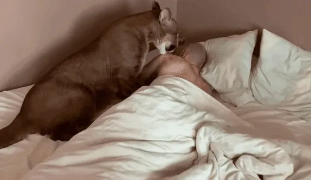 YouTube viral: un insólito final tuvo vídeo de puma que sorprende a hombre que dormía en su habitación [VIDEO]