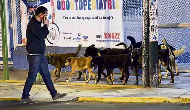 Arequipa: Desde el 2016 diez mil personas fueron mordidas por perros