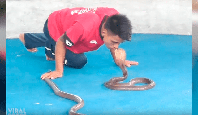 Video es viral en YouTube. Osado joven se plantó frente a las tres enormes serpientes para desafiarlas y el increíble desenlace dejó a más de uno con la boca abierta