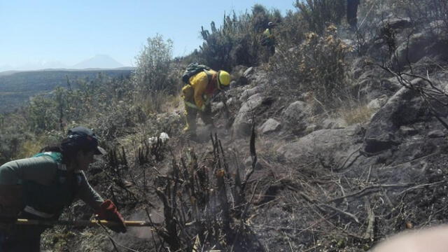 Moquegua: se perdieron alrededor de 6 mil árboles en incendio forestal