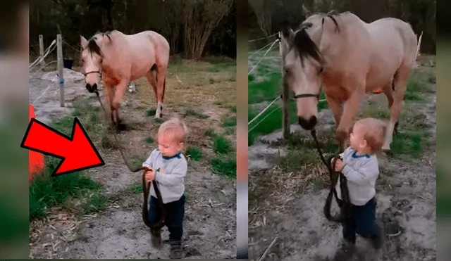 Video viral de YouTube muestra el singular momento en que un bebé guía a un enorme caballo sin temor alguno