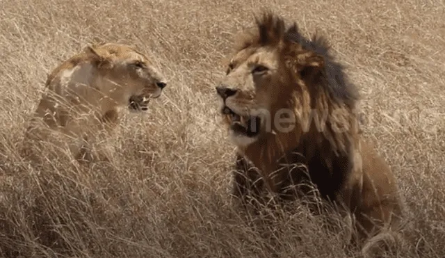 Turistas tienen impensado encuentro con feroces leones de África.
