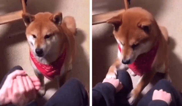 En Facebook, un perro perdió jugando con su dueño al querer encontrar un trozo de comida y conmovió con su reacción.