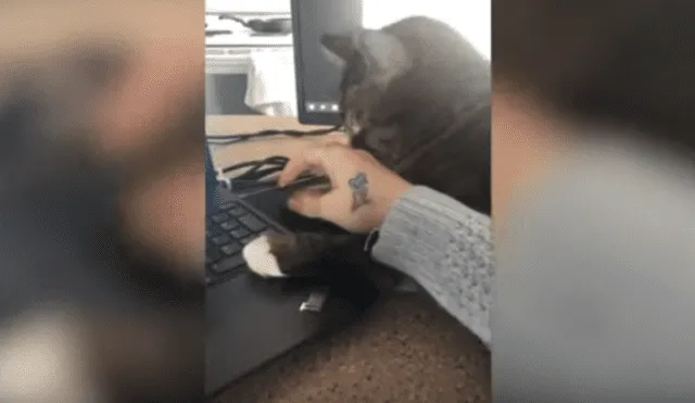 Video es viral en TikTok. El felino se colocó al costado de su dueña y adoptó un peculiar comportamiento para impedir que esta continúe trabajando.
