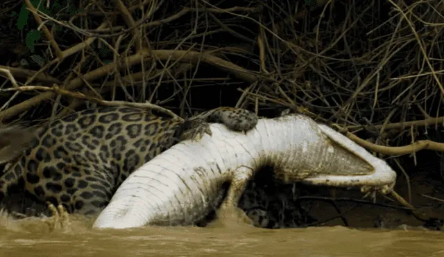 YouTube viral: Jaguar se pelea con gigantesco cocodrilo en lago y desenlace es trágico [VIDEO] 