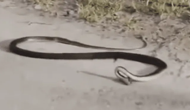 Facebook viral: serpiente se ahorca y las imágenes generan terror en miles [VIDEO]