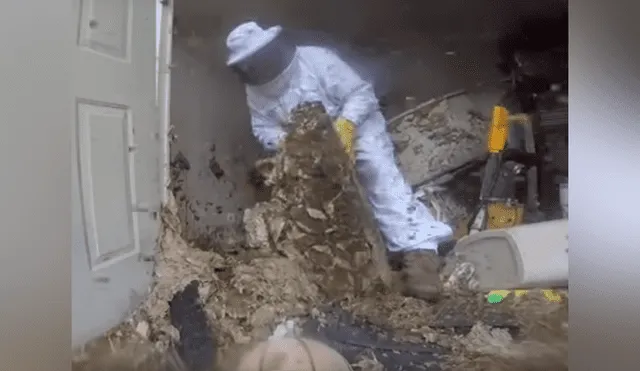 Hombre se topa con miles de avispones gigantes y saca letal nido de casa abandonada [VIDEO]