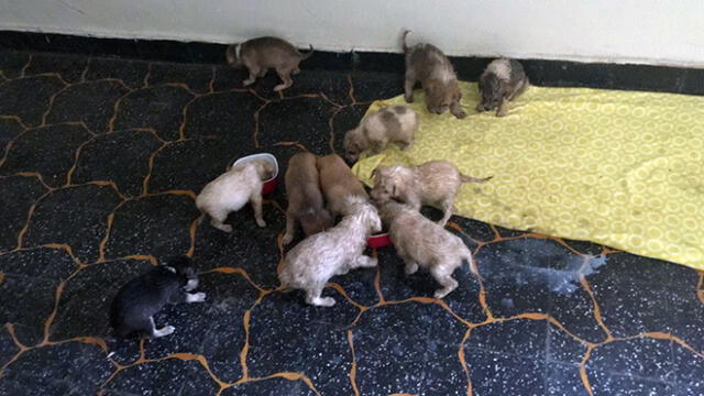 Once cachorros recién nacidos fueron abandonados en bolsas de basura [FOTOS Y VIDEO]