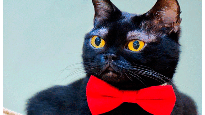 El gato sorprende a sus fanáticos con los más variados looks. Foto: corneliuscornbreadchronicles / Instagram.
