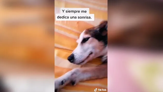 Desliza las imágenes para ver la emotiva escena entre este joven y su amado perro sordo. Foto: TikTok/Sergio Gallardo