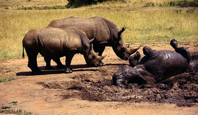 Rinocerontes usan estiércol como fuente de información 