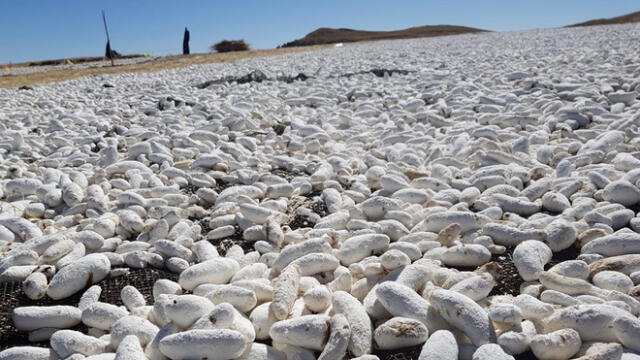 La tunta es producto de la papa sometida a varios grados bajo cero en los ríos del altiplano peruano. Foto: Carlos Cisneros.