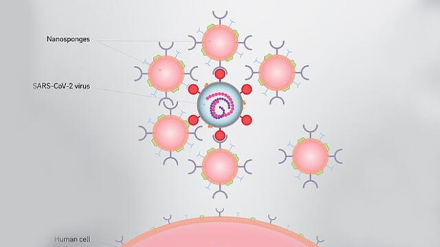 Las nanoesponjas atraen al coronavirus engañándolo y logran inhibirlo. Foto: Universidad de California en San Diego.