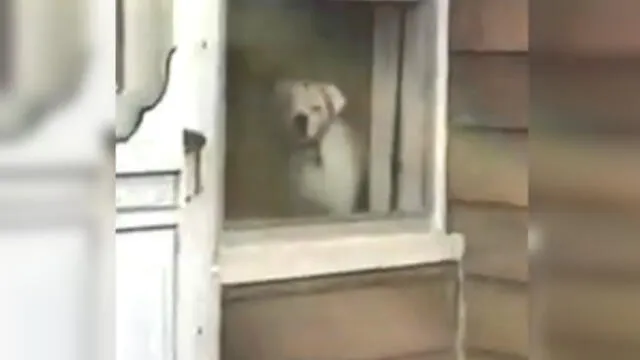 Joven deja a su perro solo en casa y su reacción intriga a miles [VIDEO]