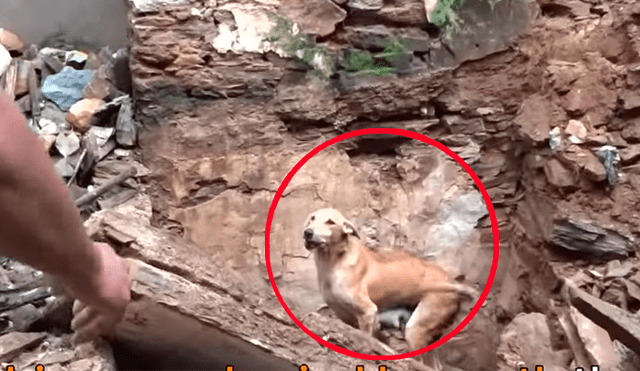 Madre de los cachorros hizo lo imposible para sacar a sus críos que habían quedado enterrados en un profundo hoyo.