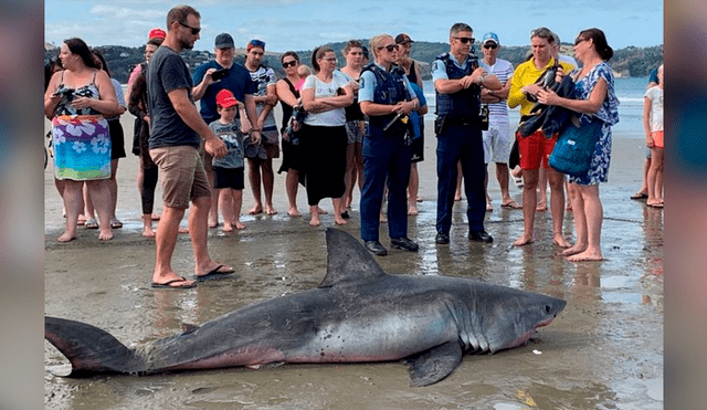 Bañistas capturan a tiburón para golpearlo hasta matarlo y después lo devuelven al mar [VIDEO]