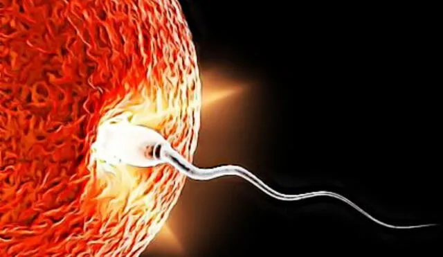 Descubren la posible razón de la infertilidad masculina
